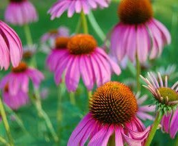 echinacea